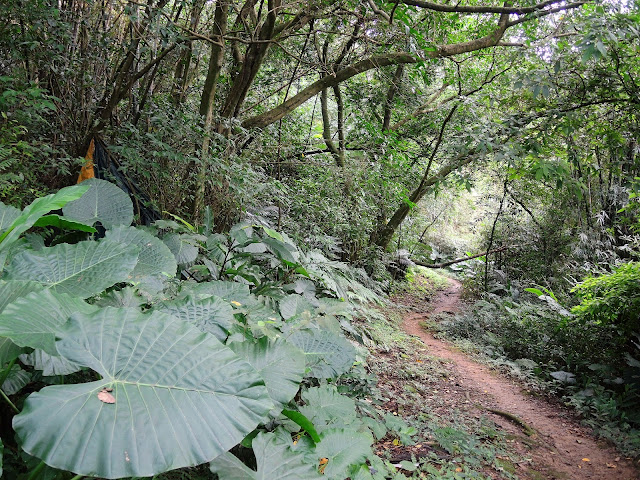 《內溝山登山步道》順遊「金龍湖」、「翠湖」 (2018.11