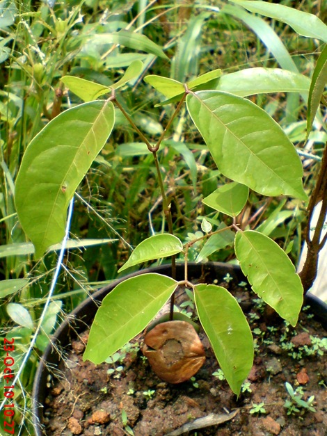 tunas jengkol DSC00100