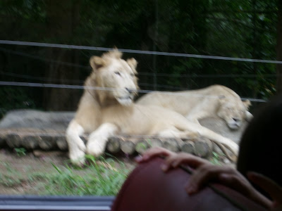 white lions and tigers. White lions.