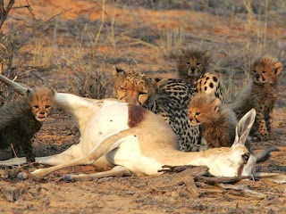 Foto Induk Cheetah Memberi Makan Bayi Cheetah