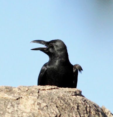 Large-billed Crow