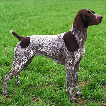 setter breeds