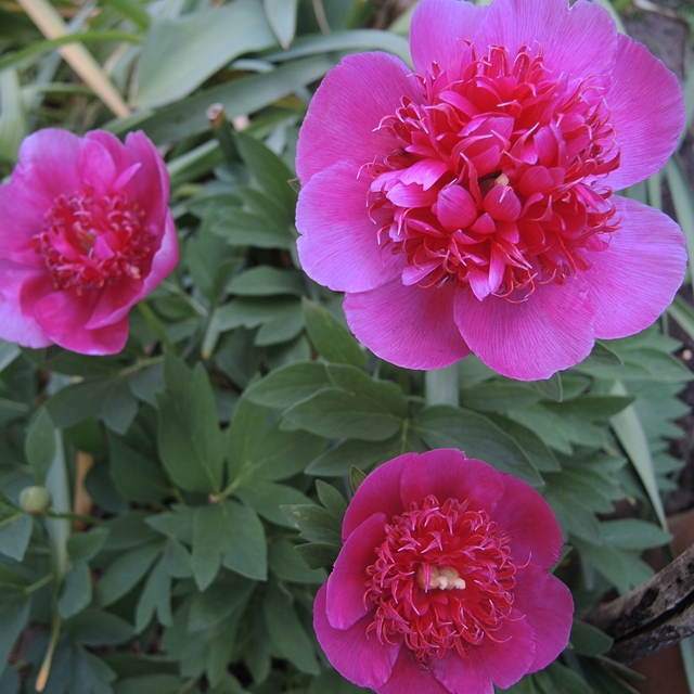 In mijn tuintjes: Meimaand bloemenmaand