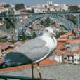 View album