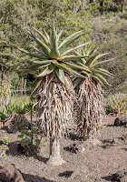 Aloe Marlothii