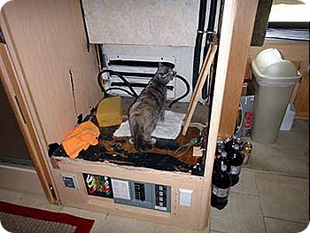 Bella-inspects-hole