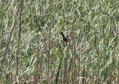 Blurry Marsh Wren