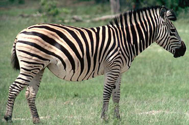 Zebra Si Kuda Belang dari Padang Rumput Afrika Republik 