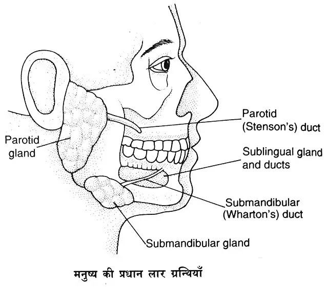 मनुष्य की लार तथा लार ग्रन्थियाँ (Saliva and Salivary Glands) : परिभाषा, प्रकार|hindi