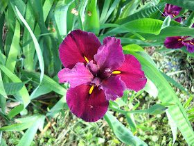 Louisiana Iris (Red Velvet Elvis) wildflower at White Rock Lake, Dallas, Texas