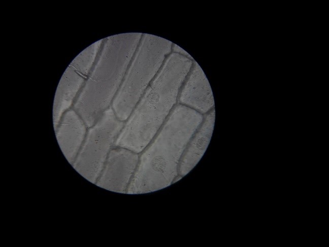 Gambar Sel Hewan Hasil Pengamatan  Mikroskop Elektron