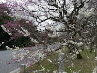 梅園にはベンチが置かれてあった