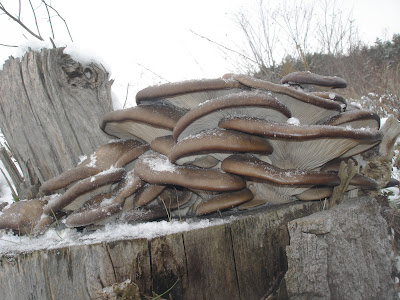 Grzyby zimowe, grzybobranie w zimie, grzyby pod śniegiem, grzyby mrożone, boczniak ostrygowaty, Pleurotus ostreatus