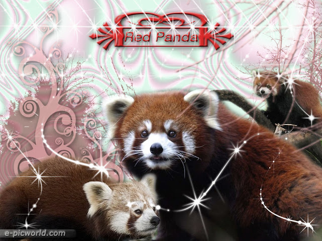 red panda wallpaper 1