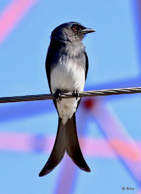 "White-bellied Drongo - Dicrurus caerulescens, perched on a wire."