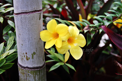 Simplymarrimye's Yellow is the Color of MIND and Intellect / Golden Trumpet (Allamanda Cathartica) - image 4