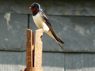 Swallow, Moel Siabod