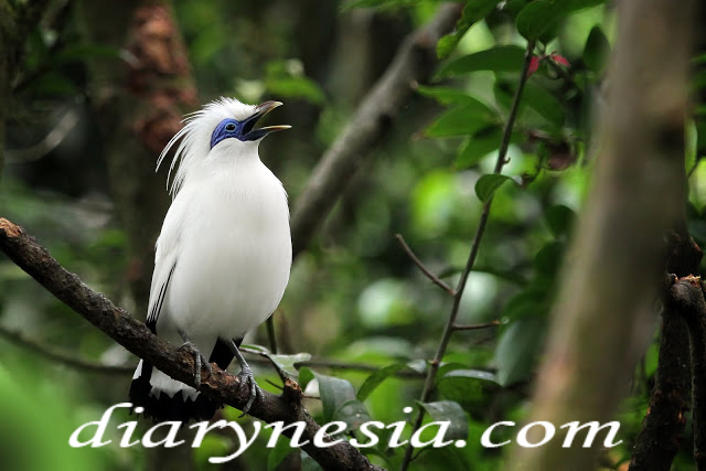 Bali myna animal, rothschild's mynah, bali starlings habitat in indonesia, diarynesia