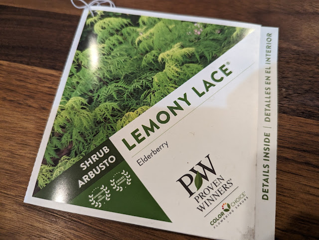 Lemony Lace Elderberry Proven Winners Tag
