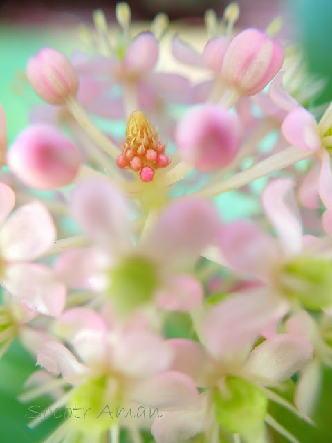 Phytolacca japonica