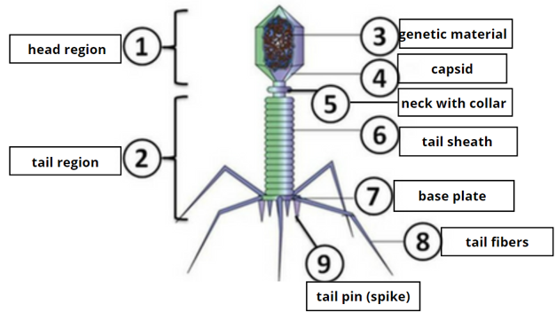 Bacteriophage Structure and function Worksheet