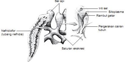 Sistem Ekskresi Platyhelminthes