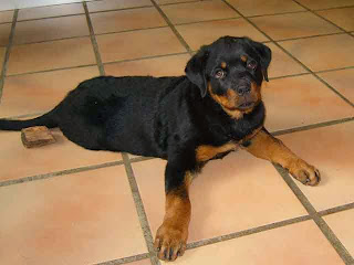 Tips to Controll Rottweiler Shedding