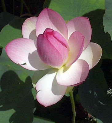 Pink Lotus flower