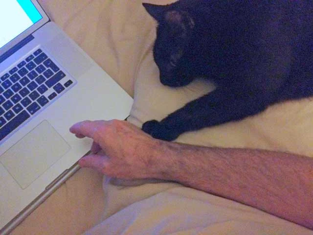 Cat touches human