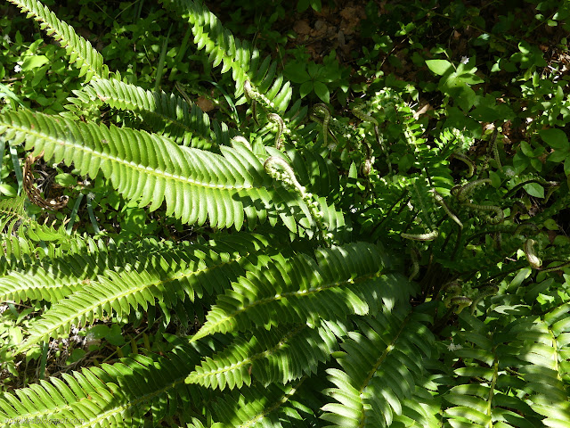 sword fern with fronds uncurling at the center