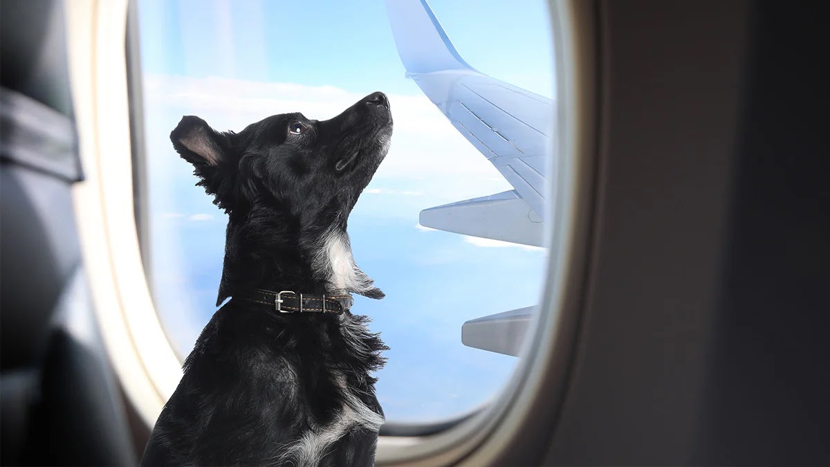 viajar perro en avion
