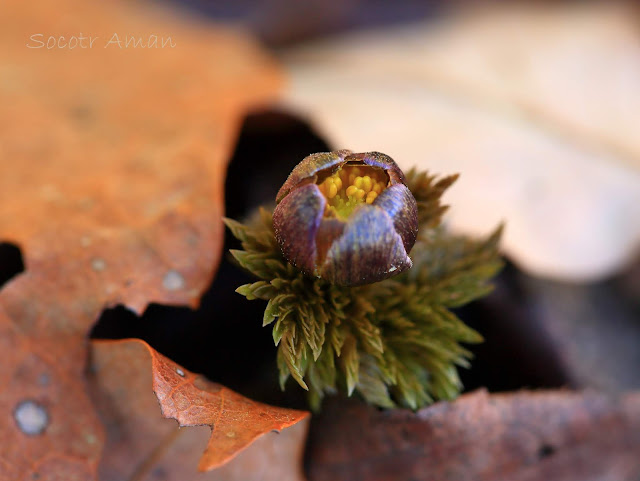 Adonis multiflola