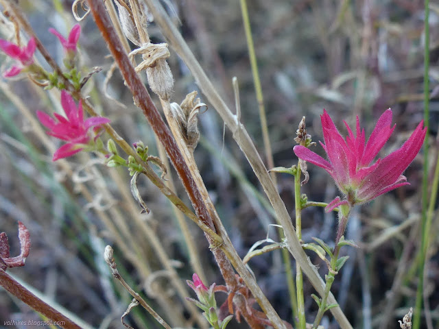 19: hot pink bracts