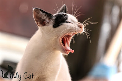 Cat teeth : how to take care of them at home ?