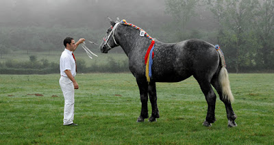 percheron_Associazione_Mammagatta