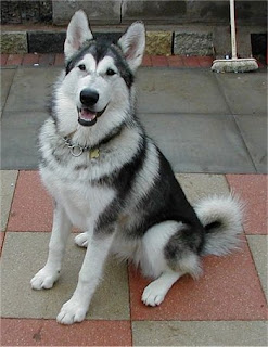 Alaskan Malamute Photos