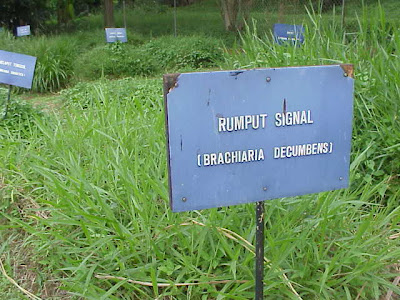Zaki Farm Temerloh JENIS JENIS RUMPUT