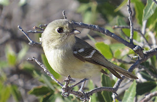 Hutton’s Vireo