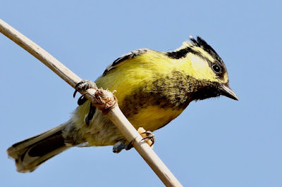 "Indian Yellow Tit (Machlolophus aplonotus) is a tiny but colourful songbird. Bright yellow plumage with contrasting black markings distinguishes this species. Perched atop a branch, displaying its bright plumage and energetic personality."