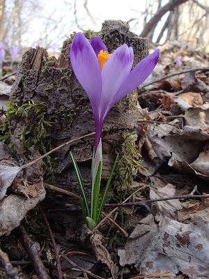 Krokusy 2018, krokusy na Orawie, grzyby wiosenne, grzyby w kwietniu, czarki z krokusami