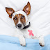 dog and puppy insurance - policy information