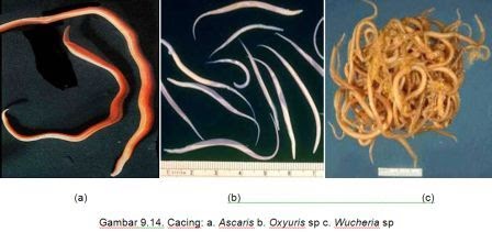 Filum Nematoda atau Nemathelminthes Cacing  gilig atau 