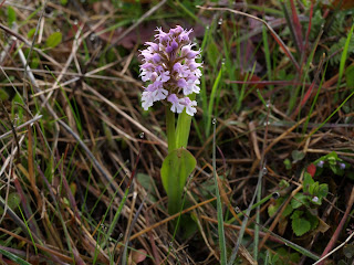 Orchis conica