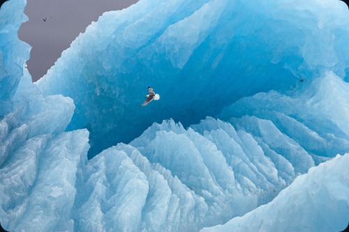 IMAGE IS FOR YOUR ONE-TIME EXCLUSIVE USE ONLY FOR MEDIA PROMOTION OF THE NATIONAL GEOGRAPHIC BOOK "POLAR OBSESSION." NO SALES, NO TRANSFERS.

©2009 Paul Nicklen / National Geographic

A kittiwake soars in front of a large iceberg. Svalbard, Norway (p. 29)

