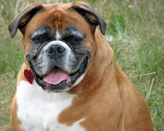 pictures and wallpapers of boxer dogs