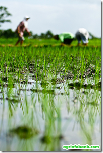 Rice varieties of Irri 6, 9 washed away