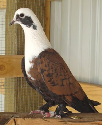 Shirazi Pigeon - Shakhsharli Tumbler Pigeon