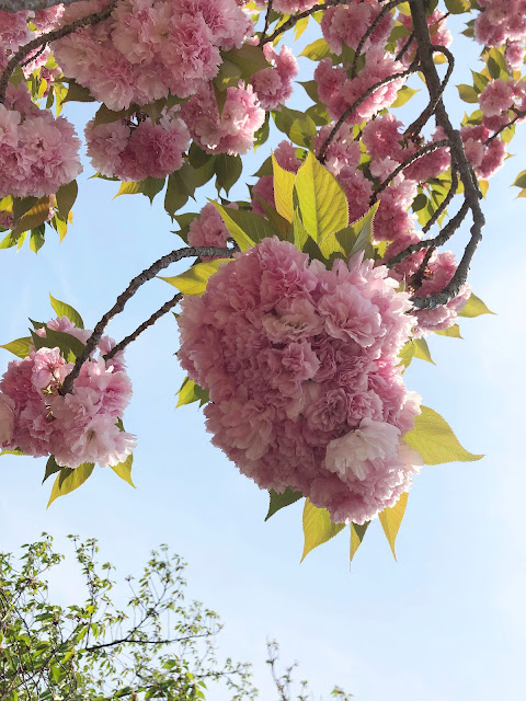 【寝屋川市】打上川治水緑地の牡丹桜（4月中旬～下旬に見頃）