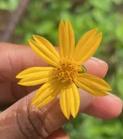 Flor de la Hierba de perro, flor amarilla parece una margarita pequeña, su nombre científico es Weddelia trilobata