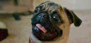 Funny dog face - pug